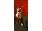 Adopt Claudie a Black - with Tan, Yellow or Fawn Boxer / Labrador Retriever /