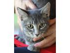 Adopt Turbo a Domestic Shorthair / Mixed (short coat) cat in North Fort Myers