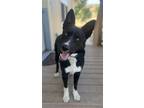 Adopt Parker a Black - with White Border Collie / Mixed dog in Lancaster