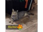 Adopt Richie- I love cats and dogs! a Gray, Blue or Silver Tabby Domestic