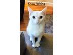 Adopt Snow White a White Domestic Shorthair / Mixed cat in Cincinnati