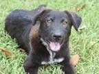 Adopt Van Zandt a Black Labrador Retriever dog in Brewster, NY (38283581)