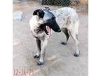 Adopt Paprika - of the Belgian Malinois x family a Gray/Silver/Salt & Pepper -