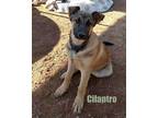 Adopt Cilantro - of Belgian Malinois x family a Brown/Chocolate - with Black