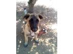 Adopt Basil - of Belgian Malinois x pups a Gray/Silver/Salt & Pepper - with