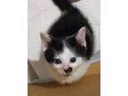 Adopt Andy Basil a Black & White or Tuxedo Burmese (short coat) cat in San