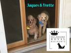 Adopt Jacque - Bonded with Yvette - Special Needs - In a Foster Home!