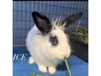 Adopt Rice - Claremont Location a English Spot / Mixed rabbit in Chino Hills