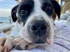 Adopt Betty Sue a White - with Black Pit Bull Terrier / Mixed dog in Fullerton