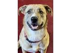 Adopt Autumn a Tan/Yellow/Fawn - with Black Catahoula Leopard Dog / Mixed dog in