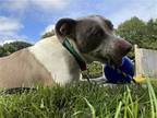 Adopt Rosey a American Pit Bull Terrier / American Staffordshire Terrier / Mixed