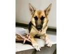 Adopt Charlotte a Shepherd (Unknown Type) / Husky / Mixed dog in Dana Point