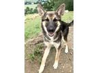 Adopt Brooklyn a Shepherd (Unknown Type) / Husky / Mixed dog in Dana Point