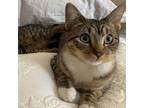 Adopt Quarter a Brown or Chocolate Domestic Shorthair / Mixed cat in New York