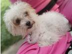 Adopt SHAGGY a White Toy Poodle / Mixed dog in Chico, CA (38297940)