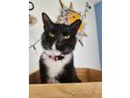 Adopt Mama Gertrude Clause a Black & White or Tuxedo Domestic Shorthair / Mixed