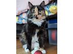 Adopt Kristen a Black (Mostly) Domestic Longhair / Mixed (long coat) cat in