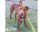 Adopt ESTEBAN a Red/Golden/Orange/Chestnut Pit Bull Terrier / Mixed dog in