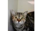 Adopt Tails @ Meow Lounge a Gray or Blue Domestic Shorthair / Domestic Shorthair