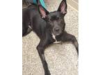 Adopt Serena a Black - with White Shepherd (Unknown Type) / Mixed dog in Largo