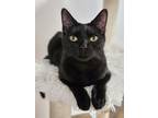 Adopt Dimple 3883 a Domestic Shorthair / Mixed cat in Vista, CA (38045811)