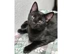 Adopt Sprinkle 3903 a Domestic Shorthair / Mixed cat in Vista, CA (38314837)