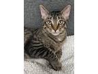 Adopt Trixie 4023 a Domestic Shorthair / Mixed cat in Vista, CA (38125977)