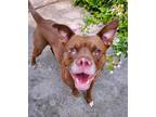 Adopt Queenie a American Pit Bull Terrier / Mixed Breed (Medium) / Mixed dog in