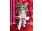 Adopt Portia a Domestic Shorthair / Mixed cat in Fresno, CA (38241233)