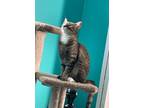 Adopt Frenchy a Domestic Shorthair / Mixed cat in Penticton, BC (38265472)