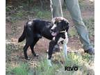 Adopt Rivo a Black - with White Labrador Retriever / Border Collie / Mixed dog