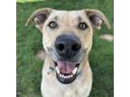 Adopt Lucky Lucy a Tan/Yellow/Fawn Husky / Mixed dog in Kanab, UT (38296866)