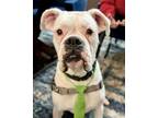 Adopt Willie Nelson a Boxer