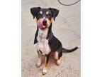 Adopt Dazai a Black Mixed Breed (Medium) / Mixed dog in New Orleans