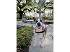 Adopt Hotaru a Brindle Labrador Retriever / Mixed dog in New Orleans