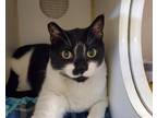 Adopt Chuy a Domestic Shorthair / Mixed cat in Oceanside, CA (38167458)