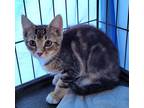 Adopt Abigail a Domestic Shorthair / Mixed (short coat) cat in Darlington