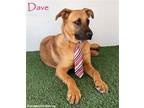 Adopt Dave a Tan/Yellow/Fawn - with Black Shepherd (Unknown Type) / Mixed dog in