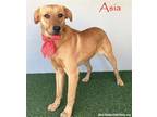 Adopt Asia a Tan/Yellow/Fawn - with Black Shepherd (Unknown Type) / Mixed dog in