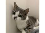 Adopt Pawtunia a Domestic Shorthair / Mixed cat in Salisbury, MD (38100681)