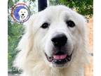 Adopt Sulas a Great Pyrenees / Mixed dog in Portland, OR (38073575)