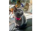 Adopt Sootie a Gray or Blue (Mostly) Domestic Shorthair / Mixed (short coat) cat