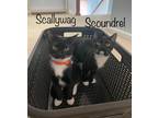 Adopt Scoundrel a Domestic Shorthair / Mixed (short coat) cat in Hoover