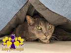 Adopt Sarge a Domestic Short Hair