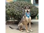 Adopt Ripley a German Shepherd Dog / Husky / Mixed dog in Pacific Grove