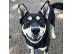 Adopt Cha-Cha a Black - with Tan, Yellow or Fawn Husky / German Shepherd Dog /