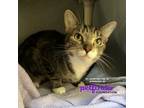 Adopt Talia -In Foster a Domestic Shorthair / Mixed cat in Birdsboro