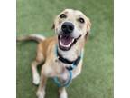 Adopt Ginger (fka Kerfuffle) a Tan/Yellow/Fawn Labrador Retriever / Mixed dog in