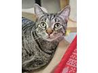 Adopt Darla 3882 a Domestic Shorthair / Mixed cat in Vista, CA (38113068)