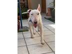 Adopt Spud a Bull Terrier